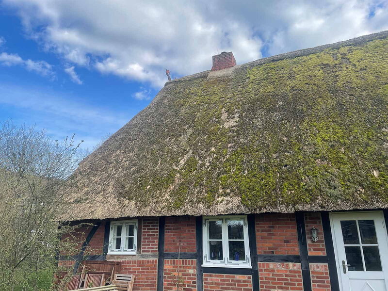 Reetdach vor der Säuberung